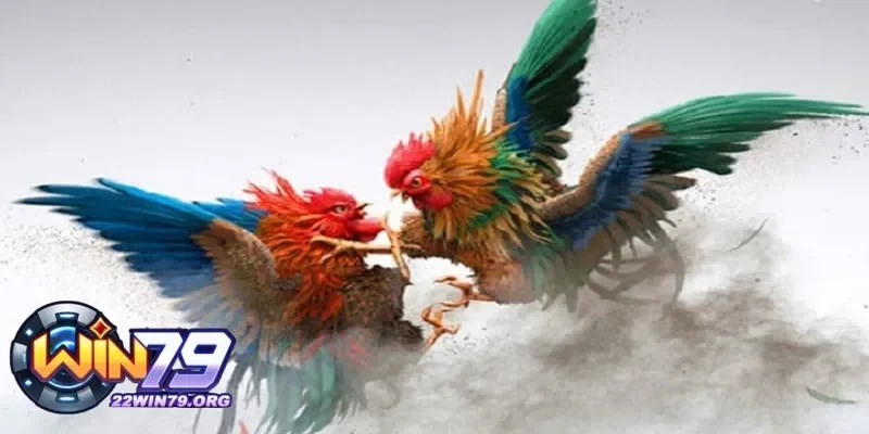 Cách rửa gà chọi khi đá đúng trước khi tham gia trận đấu