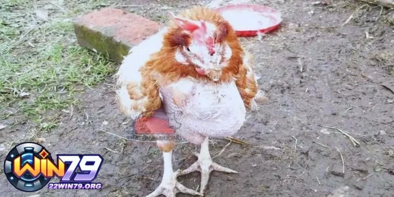 Cách trị gà đá ăn không tiêu trị thuốc gì với các loại thuốc hiệu quả