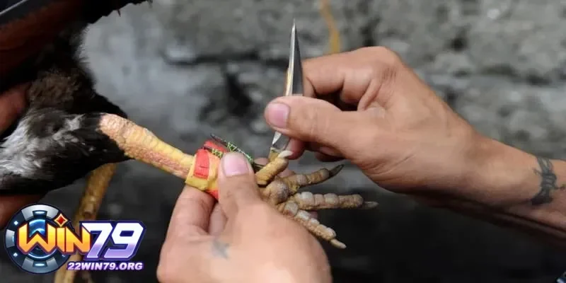 Đá Gà Cựa Dao Kết Hợp Hoàn Hảo Giữa Kỹ Thuật Và Chiến Thuật