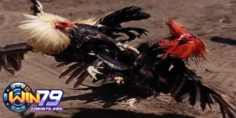 Đá gà cựa sắt và những điều bạn cần nắm vững khi tham gia