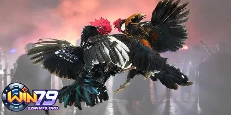 Đá gà Thomo: Một môn thể thao gắn kết đam mê toàn cầu