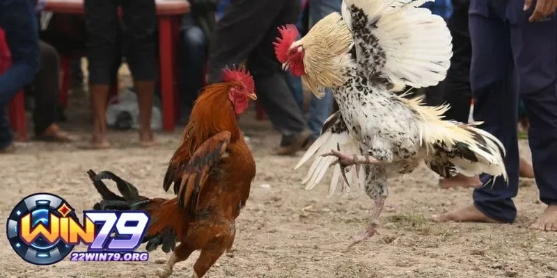 Tận Hưởng Đá Gà Trực Tiếp – Trải Nghiệm Không Thể Bỏ Lỡ