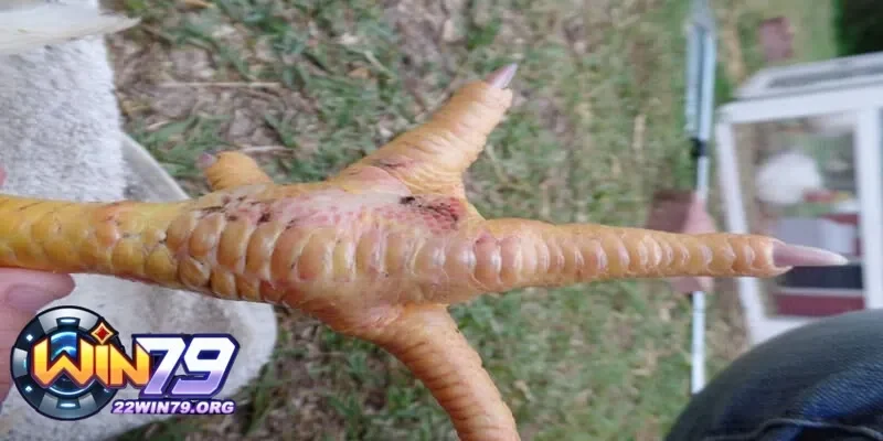 Dấu Hiệu Gà Bị Sưng Khớp Chân Và Cách Xử Lý Hiệu Quả