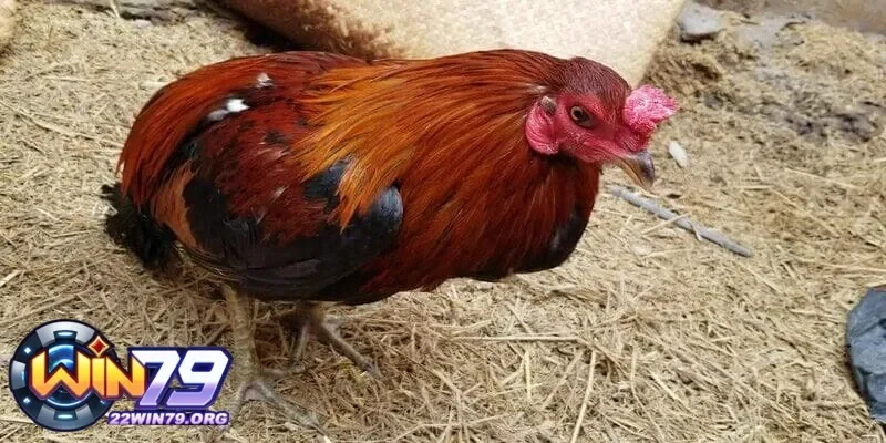 Giải Quyết Gà Đá Ăn Không Tiêu Trị Thuốc Gì Hiệu Quả