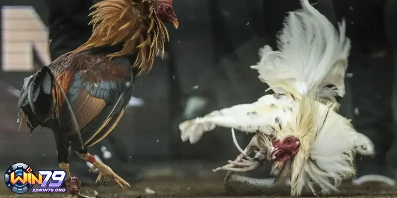 Giới thiệu hình thức Đá Gà Win79 đang có mặt tại đây