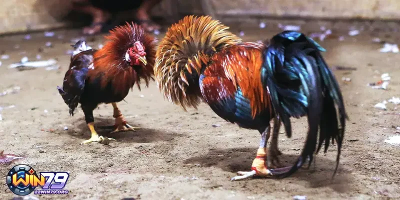 Hình thức đá gà offline cực lôi cuốn