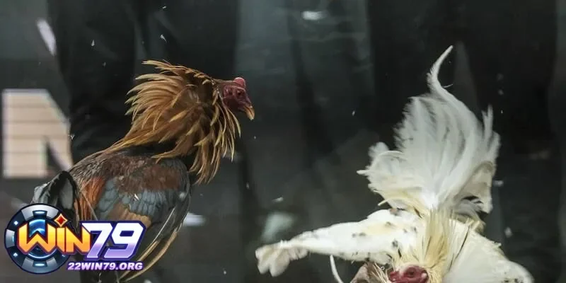 Khám phá nét đặc trưng của đá gà Philippines trong làng gà cựa
