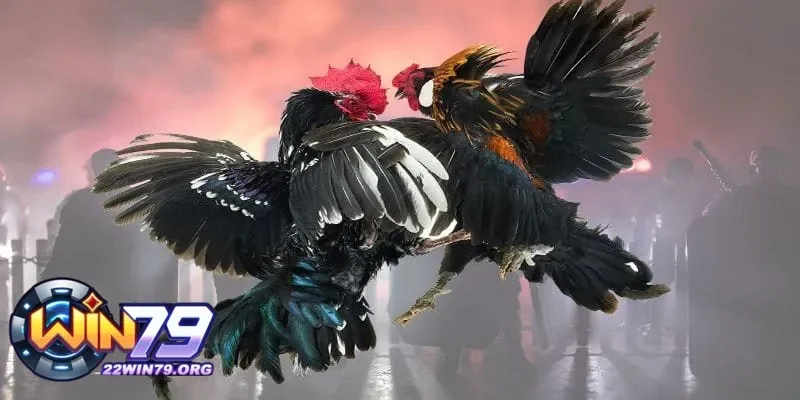 Làm khô với cách rửa gà chọi khi đá để lông mượt và tránh nhiễm lạnh