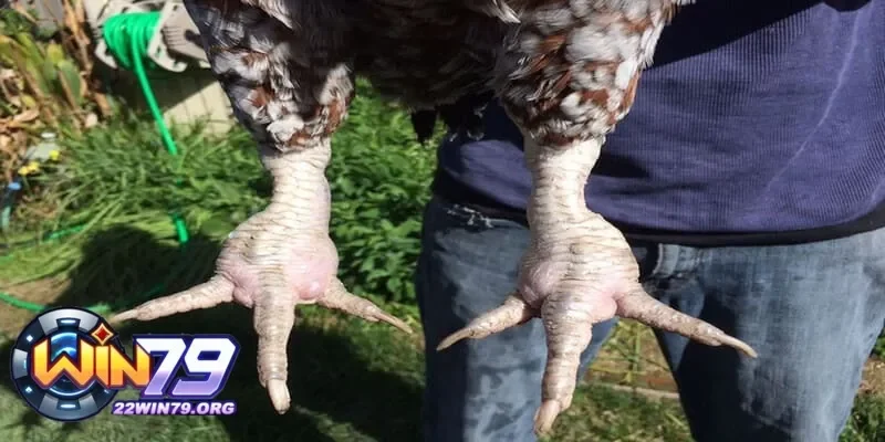 Nguyên nhân khiến gà bị sưng khớp chân và cách điều trị hiệu quả