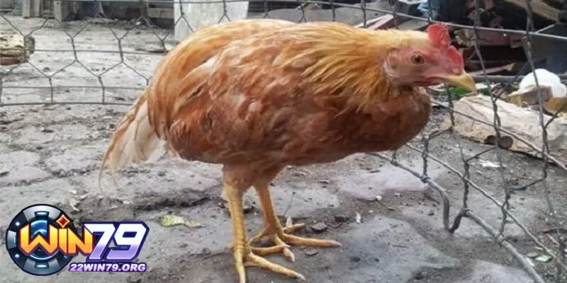 Những biện pháp trị gà đá ăn không tiêu trị thuốc gì an toàn