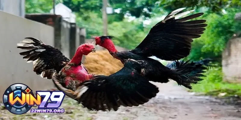 Những yếu tố quyết định để gà chọi hay trở và mạnh mẽ
