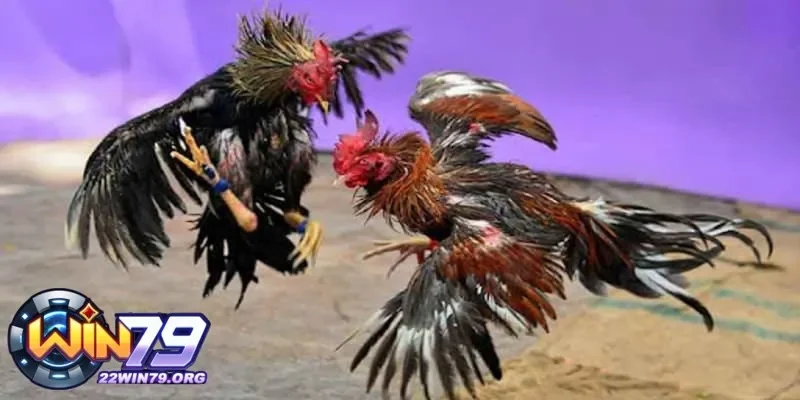 Xem Đá Gà Trực Tiếp Tại Win79 Nhanh Chóng Và Chất Lượng